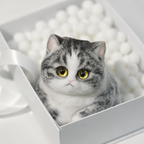 Gray Squishy Chubby kitty