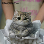 Chubby Yellow-Green Raccoon Cat