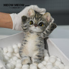 :Handsome Yellow-Green Eyed Cat