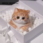 Super Cute Fluffy Orange Cat