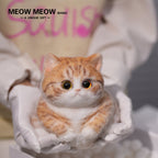 Super Cute Fluffy Orange Cat