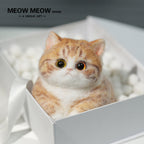 Super Cute Fluffy Orange Cat
